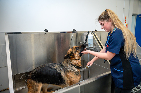 20PT CWA Wisbech Dog Grooming 02 no mask sm